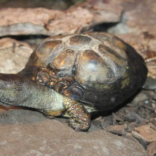 Coahuilan Box Turtle Facts and Pictures