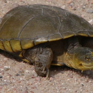 Yellow Mud Turtle Facts and Pictures