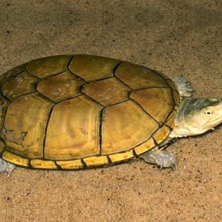 Yellow Mud Turtle Facts and Pictures