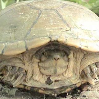 Yellow Mud Turtle Facts and Pictures