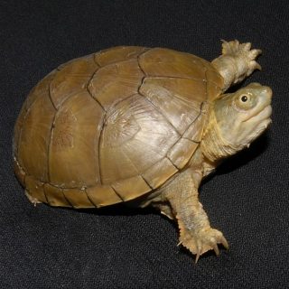 Yellow Mud Turtle Facts and Pictures