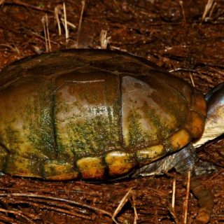 Arizona Mud Turtle Facts and Pictures