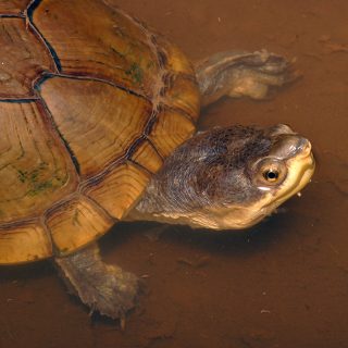 Arizona Mud Turtle Facts and Pictures