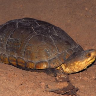 Red-Crowned Roof Turtle Facts and Pictures