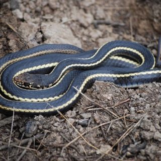 California Whipsnake Facts and Pictures