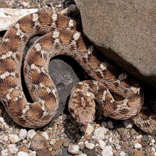 Egyptian Saw-scaled Viper Facts and Pictures