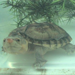 Eastern Box Turtle Facts and Pictures