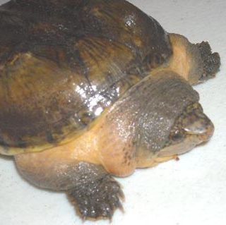 Giant Musk Turtle Facts and Pictures