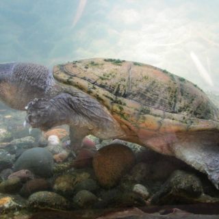 Giant Musk Turtle Facts and Pictures