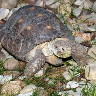 Texas Tortoise Facts and Pictures