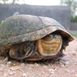 Arizona Mud Turtle Facts and Pictures