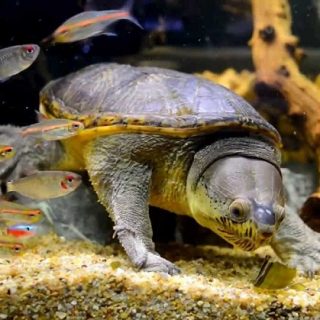 Narrow-Bridged Musk Turtle Facts and Pictures