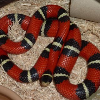 Sinaloan Milk Snake Facts and Pictures