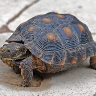 Texas Tortoise Facts and Pictures