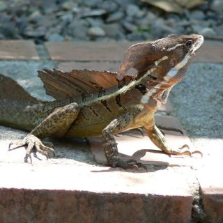 Jesus Lizard Facts And Pictures