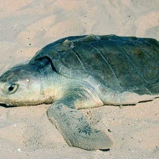 Kemp's Ridley Sea Turtle Facts and Pictures