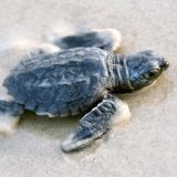 Kemp's Ridley Sea Turtle Facts and Pictures