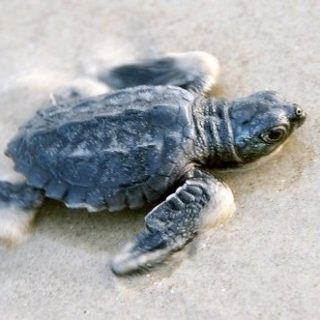 Kemp's Ridley Sea Turtle Facts and Pictures