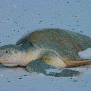 Kemp's Ridley Sea Turtle Facts and Pictures