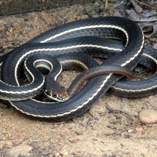 California Whipsnake Facts and Pictures