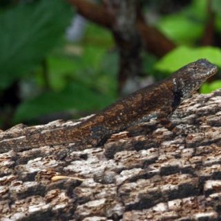 Mesquite Lizard Facts and Pictures