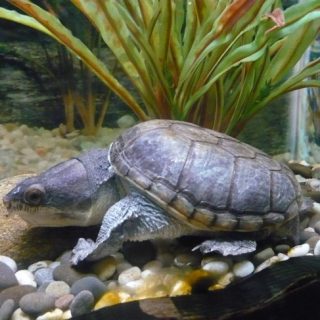 Narrow-Bridged Musk Turtle Facts and Pictures