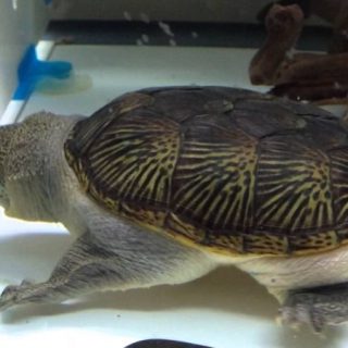 Narrow-Bridged Musk Turtle Facts and Pictures