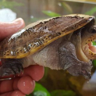 Narrow-Bridged Musk Turtle Facts and Pictures