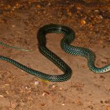 Speckled Racer Facts and Pictures