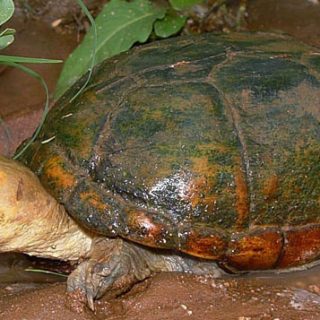 Arizona Mud Turtle Facts and Pictures