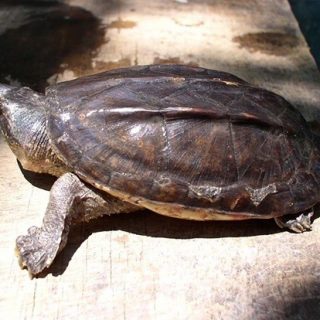 Giant Musk Turtle Facts and Pictures