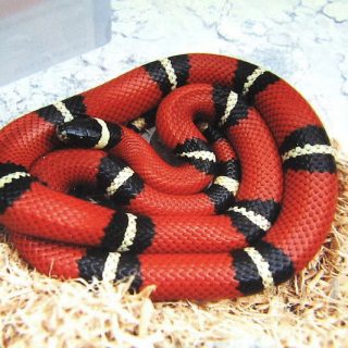 Sinaloan Milk Snake Facts and Pictures