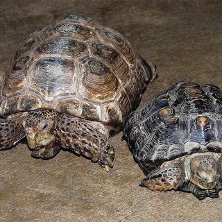 Texas Tortoise Facts and Pictures