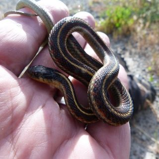 Western Terrestrial Garter Snake Facts and Pictures