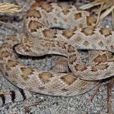 Santa Catalina Rattlesnake Facts and Pictures