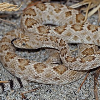 Santa Catalina Rattlesnake Facts and Pictures