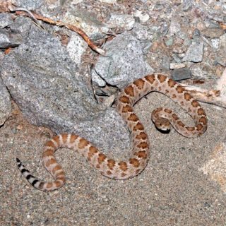 Santa Catalina Rattlesnake Facts and Pictures