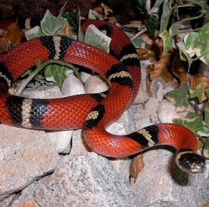 Sinaloan Milk Snake Facts and Pictures