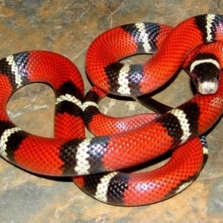 Sinaloan Milk Snake Facts and Pictures