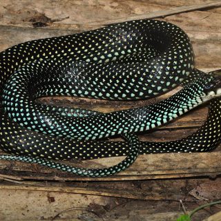 Speckled Racer Facts and Pictures