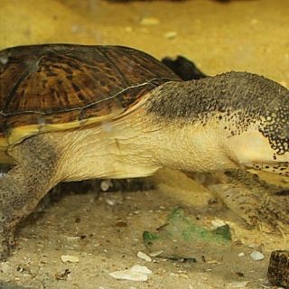 Giant Musk Turtle Facts and Pictures
