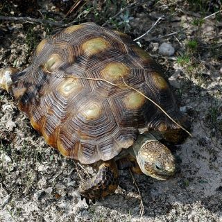 Tortoises: Facts and List of Types With Pictures