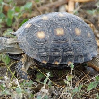 Texas Tortoise Facts and Pictures