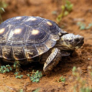 Texas Tortoise Facts and Pictures