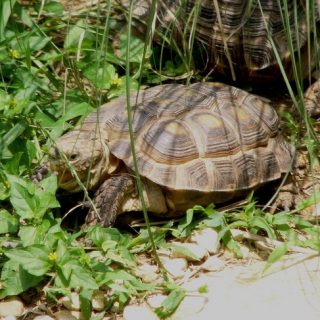 Texas Tortoise Facts and Pictures