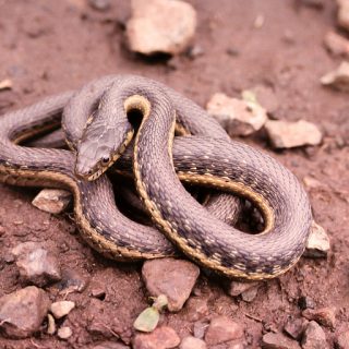 Two-Striped Garter Snake Facts and Pictures