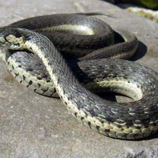 Two-Striped Garter Snake Facts and Pictures