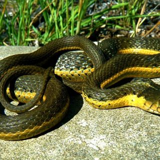 Two-Striped Garter Snake Facts and Pictures