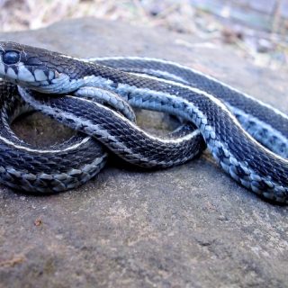 Western Terrestrial Garter Snake Facts And Pictures