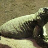 Angel Island Chuckwalla Facts and Pictures